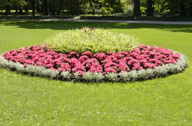 çimenlerin üzerinde pembe çiçekler