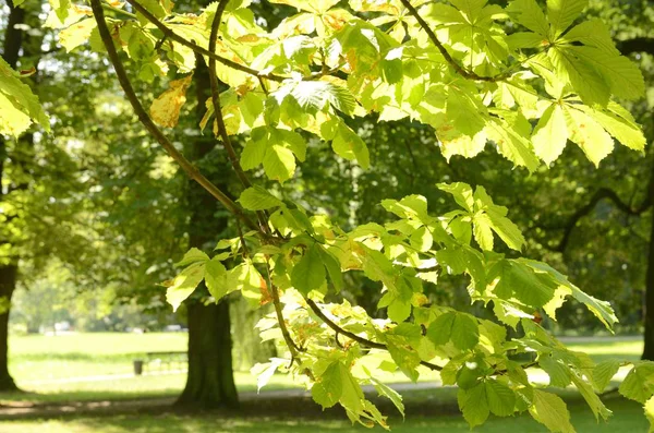 Światło Słoneczne Jasnych Liściach Drzewa Parku Warszawie — Zdjęcie stockowe