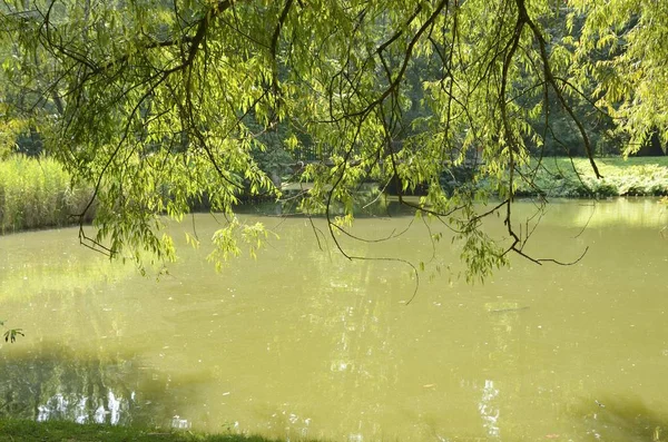 Sonnenlicht Auf Hellen Baumblättern Park Warschau Polen — Stockfoto