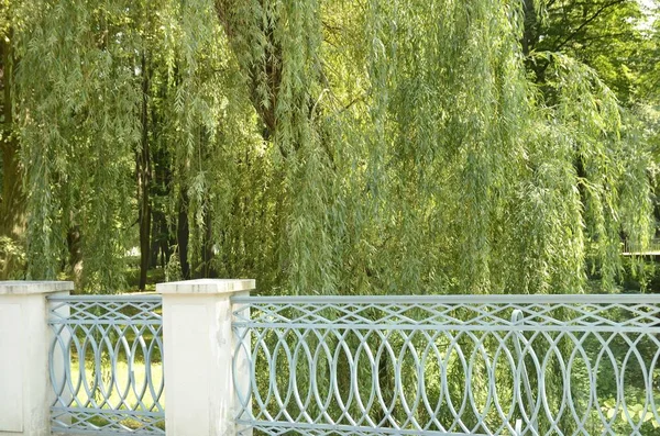 Bäume Neben Dem Eisernen Geländer Der Brücke Park Warschau Polen — Stockfoto