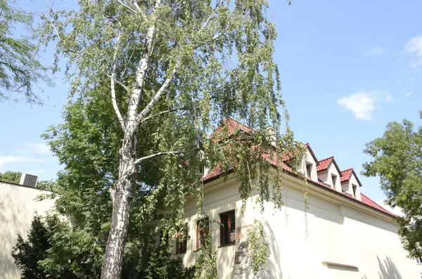 Baum Und Gebäude Jüdischen Viertel Krakau Polen — Stockfoto