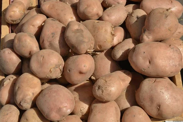 Fondo Las Patatas Grandes — Foto de Stock