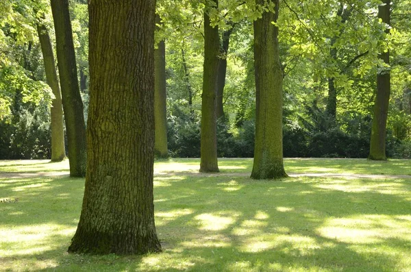 ポーランド ワルシャワの公園で緑の芝生の上の木の幹 — ストック写真
