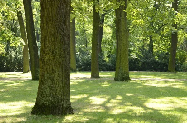 Varşova, Polonya Park'ta yeşil çimenlerin üzerinde ağaç gövdeleri.