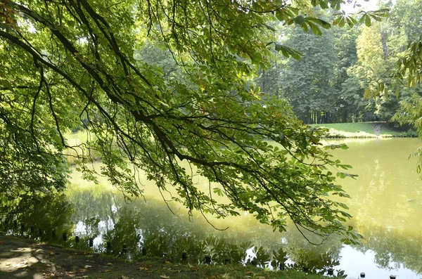 Rami Alberi Sul Lago Verde Nel Parco Varsavia Polonia — Foto Stock