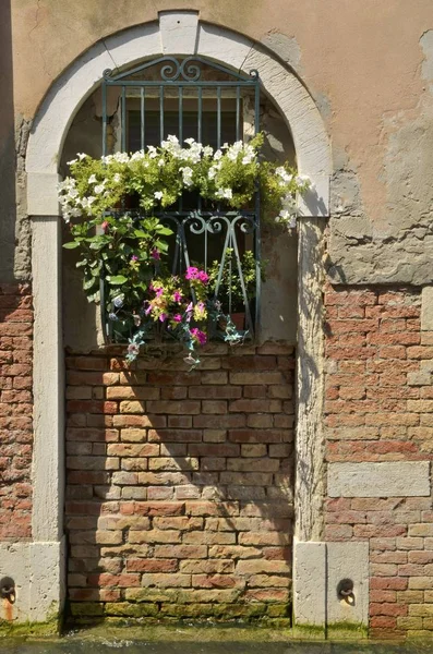 Blumen an der Wand auf Venedig — Stockfoto