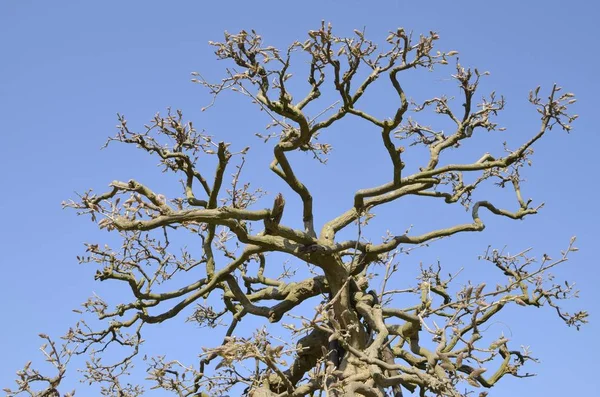 Ramos de árvore de inverno — Fotografia de Stock