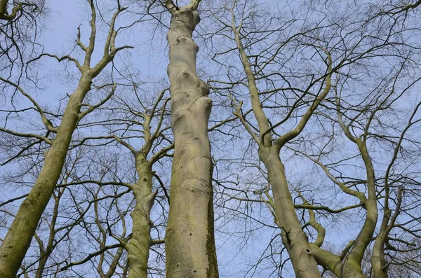 Alberi invernali a Brugge — Foto Stock