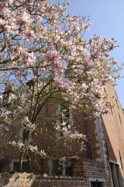 Büyük pembe ağaç ve tuğla ev