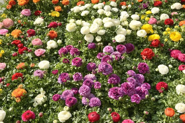 Rosas multicoloridas — Fotografia de Stock