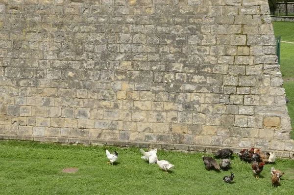 Gallinas junto a las paredes —  Fotos de Stock