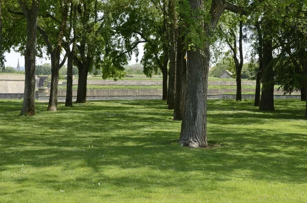 Alberi su erba — Foto Stock