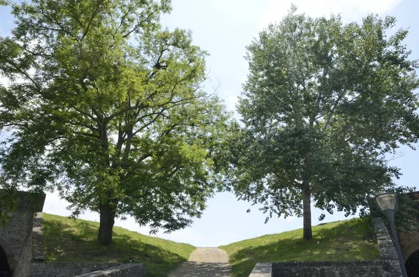 Sentier parmi les arbres — Photo