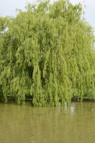 Большое дерево над озером — стоковое фото