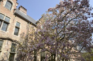 Pembe çiçekler ağaç ve tuğla bina 