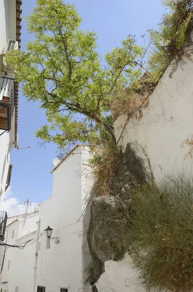 Arbre sur mur blanc — Photo