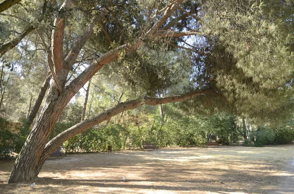 Canopy de árbol ancho — Foto de Stock
