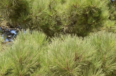 çam ağacı yaprakları