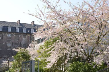 Çiçek açan pembe ağaç ve eski bina