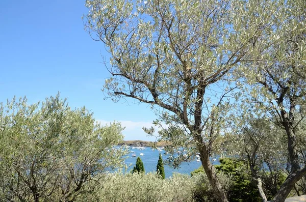 Vista Bahía Mar Través Los Olivos Portlligat Pequeño Pueblo Costero — Foto de Stock