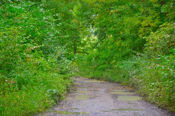 Weg Tussen Bomen Forest Loopbrug — Stockfoto