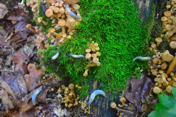 Schnecke Auf Dem Pilz Pilz Auf Dem Baumstamm — Stockfoto