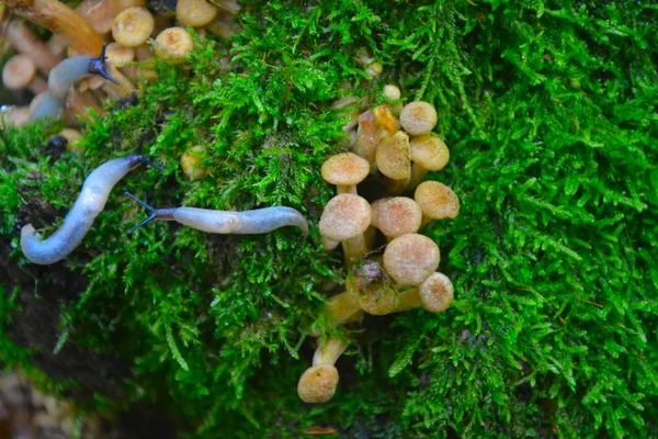 Schnecke Auf Dem Pilz Pilz Auf Dem Baumstamm — Stockfoto