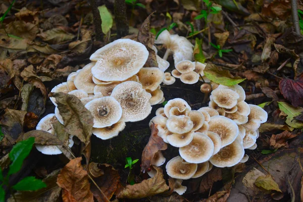 Pilze Auf Dem Baumstamm — Stockfoto