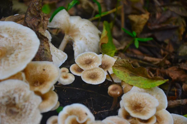 Pilze Auf Dem Baumstamm — Stockfoto