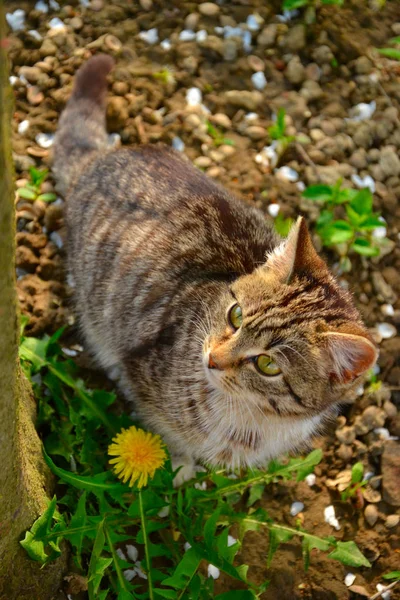 Katze Grünen Spaziergang Garten — Stockfoto