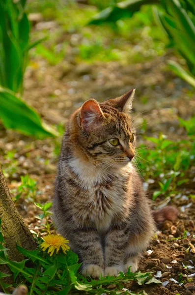 Katze Grünen Spaziergang Garten — Stockfoto