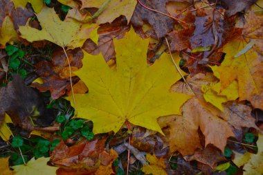 Sonbahar yaprakları. Sarı yapraklar.