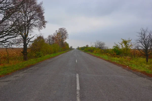 Estrada Entre Árvores Passarela Florestal — Fotografia de Stock