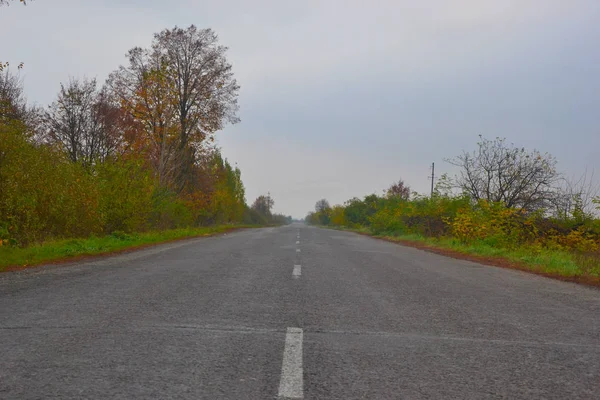 Estrada Entre Árvores Passarela Florestal — Fotografia de Stock