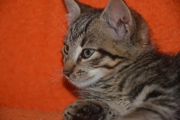 Gato Green Caminar Por Jardín — Foto de Stock