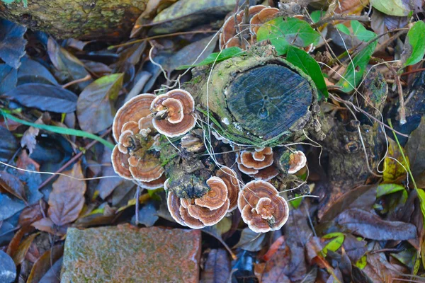 Fungos Tronco Árvore — Fotografia de Stock