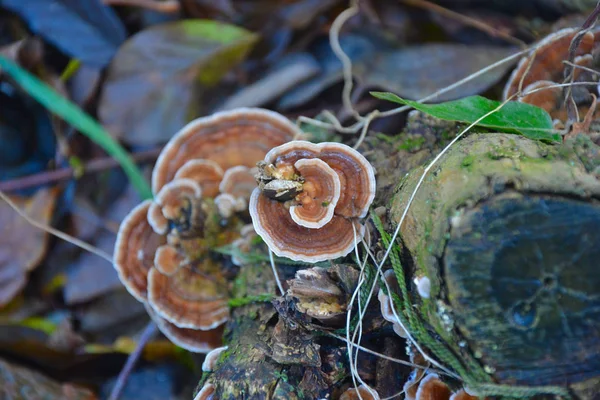 Pilze Auf Dem Baumstamm — Stockfoto