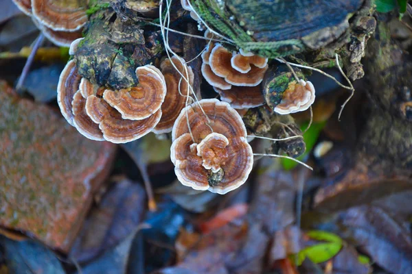 Fungos Tronco Árvore — Fotografia de Stock
