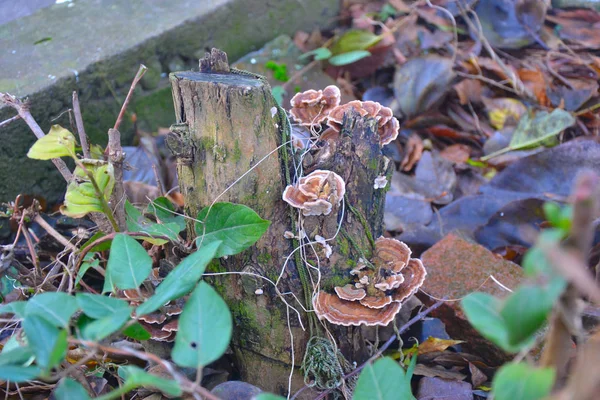 Pilze Auf Dem Baumstamm — Stockfoto