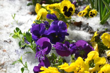 Açık havada çiçekler. Güzel arka plan.