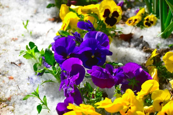Flowers Outdoors Nice Background — Stock Photo, Image