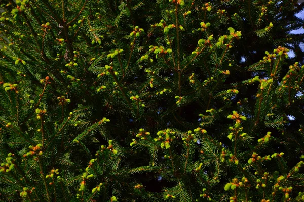 Pine Tree Pine Branch Spit — Stock Photo, Image