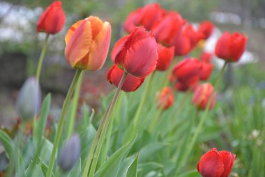 Açık havada çiçekler. Güzel arka plan.