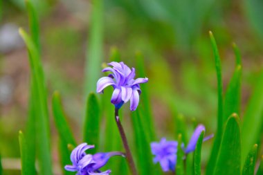 Açık havada çiçekler. Güzel arka plan.
