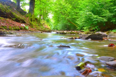 Karpatlar nehirde. Gergin akışı.