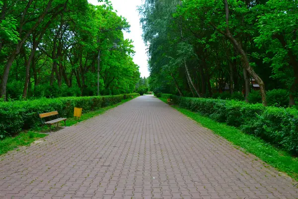 道路之间的树木 森林走道 — 图库照片