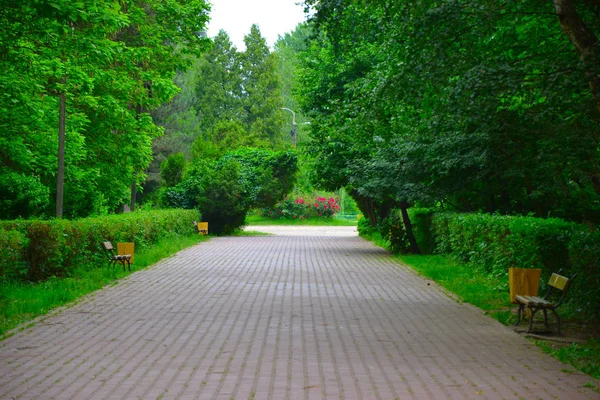 Estrada Entre Árvores Passarela Florestal — Fotografia de Stock