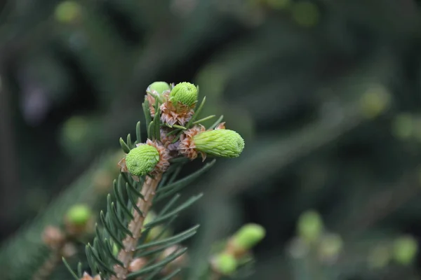 Pine Tree Pine Branch Spit — Stock Photo, Image