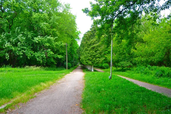 Silnice Mezi Stromy Lesní Chodník — Stock fotografie