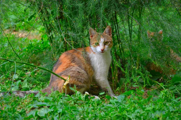 Katze Grünen Spaziergang Garten — Stockfoto